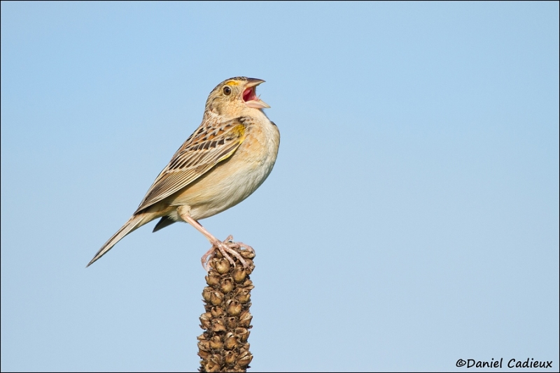 tn_grasshopper-sparrow_7421-1