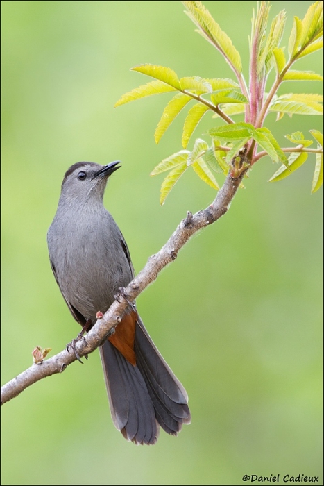 tn_gray-catbird_7265-1