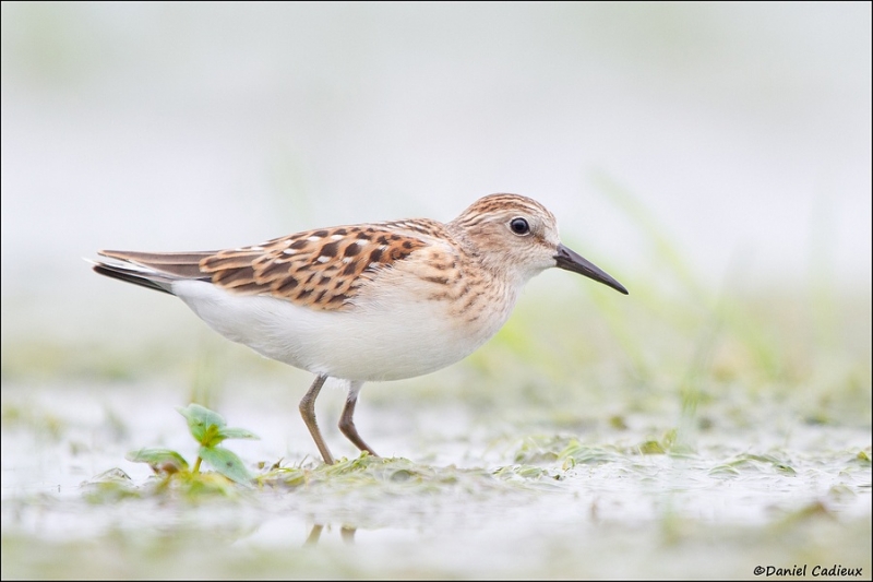 tn_least-sandpiper_2652-1