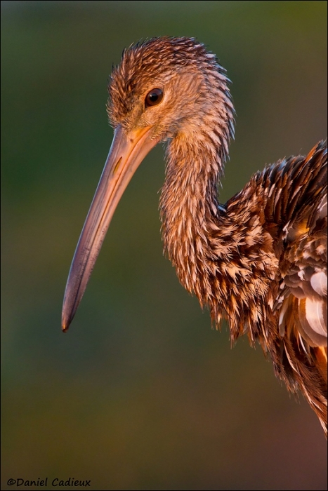 tn_limpkin_5494-1