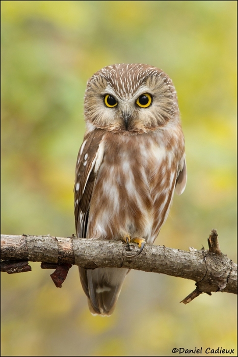 tn_northern-saw-whet-owl_0891-1