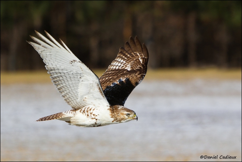 tn_red-tailed-hawk_8232-1