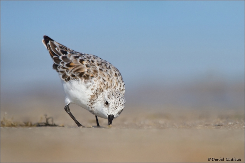 tn_sanderling_2855-1