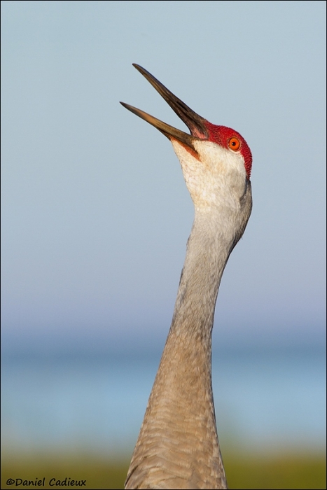 tn_sandhill-crane_5655-1