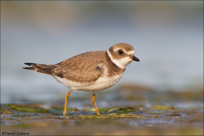 tn_semipalmated-plover_4899-1