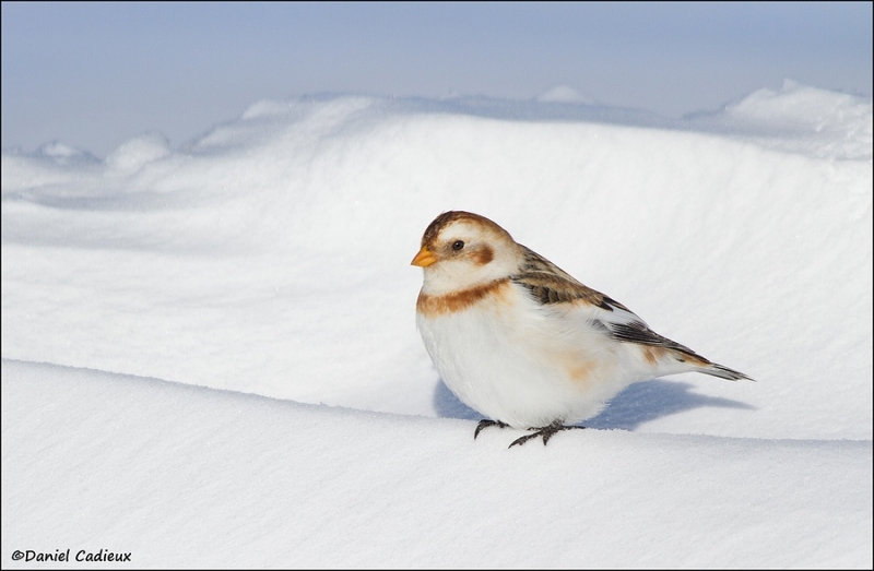 tn_snow-bunting_9046-1