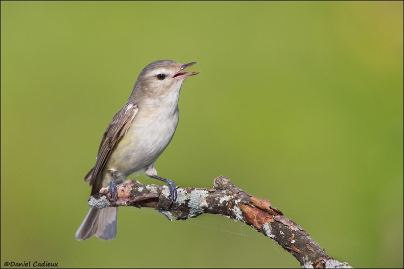 tn_warbling-vireo_8012-1