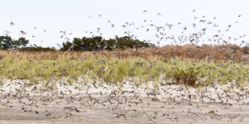 tree-swallow-1400-dunes-flag-blur-_w3c9968-nickerson-beach-long-island-ny
