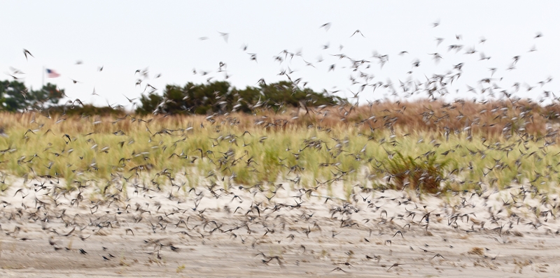 tree-swallow-1400-dunes-flag-blur-_w3c9968-nickerson-beach-long-island-ny