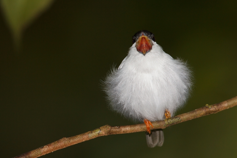 white-bearded-manakin-with-bill-open-_w3c3724-asa-wright-nature-center-trinidad