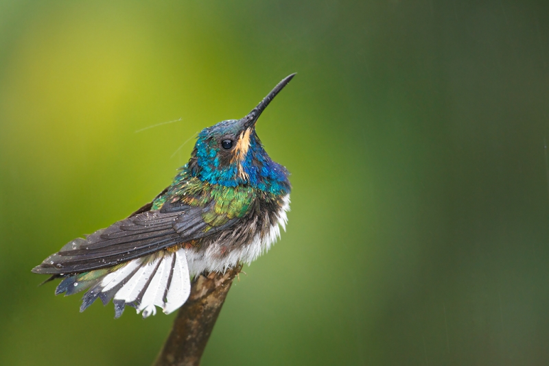 white-necked-jacobin-immature-male-rain-bathing-surface-blur-lightened-dark-w-viveza-_w3c3897-asa-wright-nature-center-trinidad