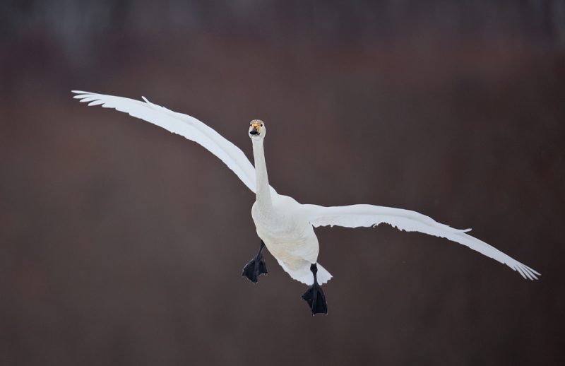 whooper-swan-landing-5d-_mg_3386-akan-crane-center-hokkaido-japan_0