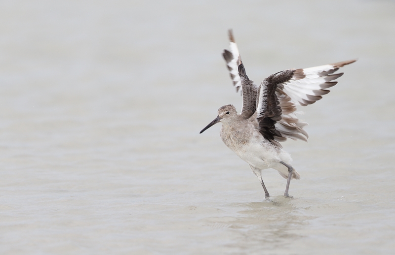 willet-flapping-after-bath-_q8r4718-fort-desoto-park-st-petersburg-fl