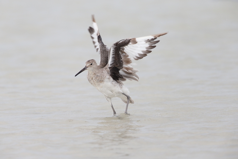 willet-orig-_q8r4718-fort-desoto-park-st-petersburg-fl