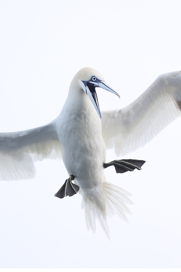 northern-gannet-vertical-screaming-body-_y5o6128-bass-rock-scotland