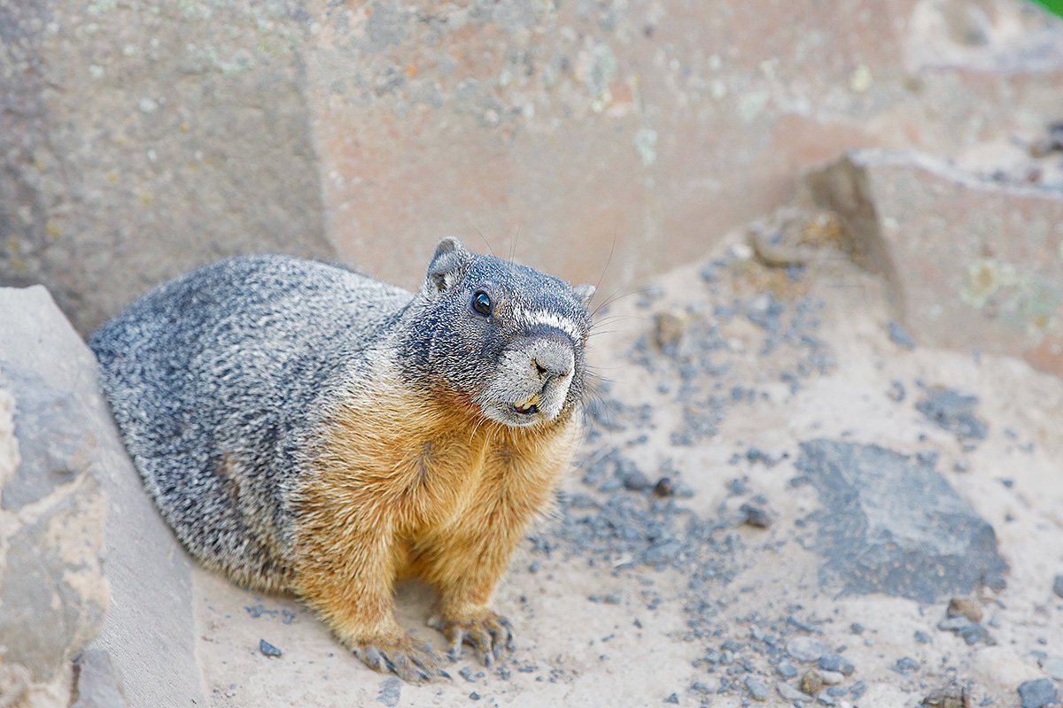 yellow-bellied-marmot-art-vivid-_a1c0220-the-palouse-wa yellow-bellied-marmot-art-vivid-_a1c0220-the-palouse-wa