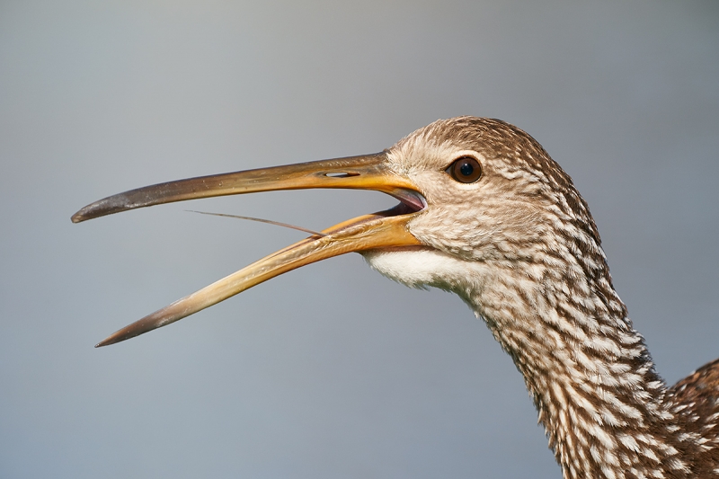 Limpkin-calling-_A9A1308-Lakeland,-FL-1