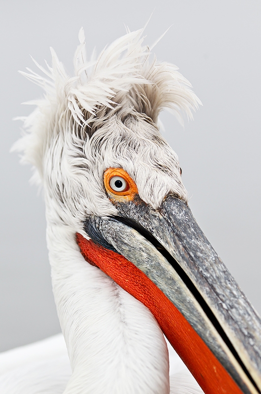 dalmatian-pelican-hair-do