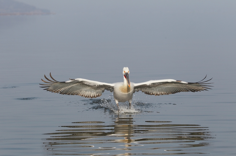 dalmatian-pelican-landing-_r1e9766-lake-kerkini-greece