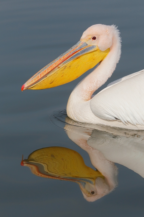 great-white-pelican-vertical-_r1e0260-lake-kerkini-greece