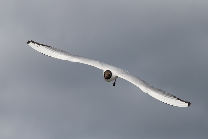 black-headed-gull-flat-flight-_q8r0014-texel-holland