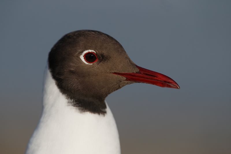 black-headed-gull-head-portrait-_q8r0612-texel-holland