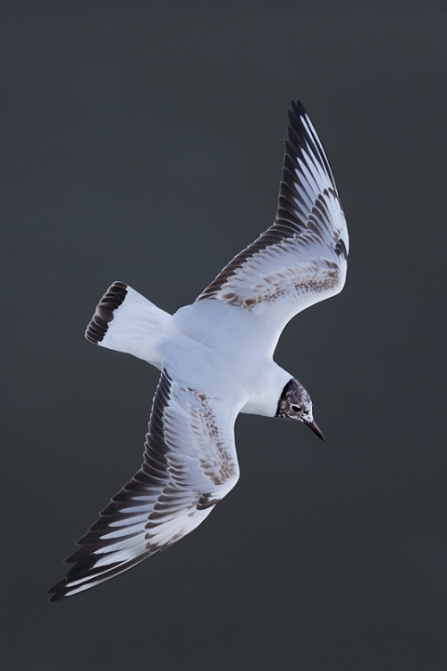 black-headed-gull-immature-flight-from-above-_q8r1867-texel-holland
