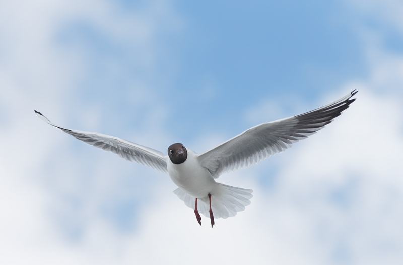 black-headed-gull-in-flight-_q8r0081-texel-holland