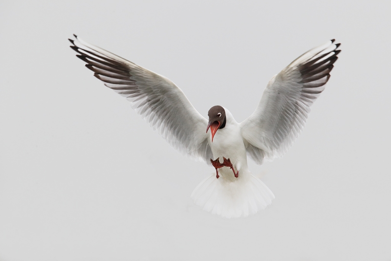 black-headed-gull-landing-beach-gull-head-removed-_09u0744-texel-holland