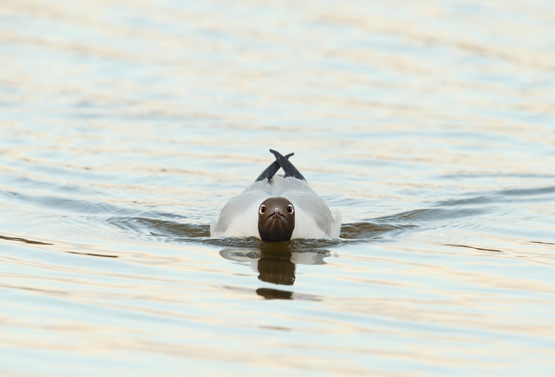 black-headed-gull-swimming-pugnaciously-_q8r9791-texel-holland