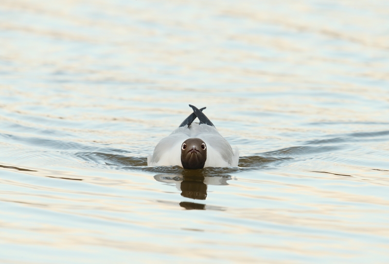 black-headed-gull-swimming-pugnaciously-_q8r9791-texel-holland
