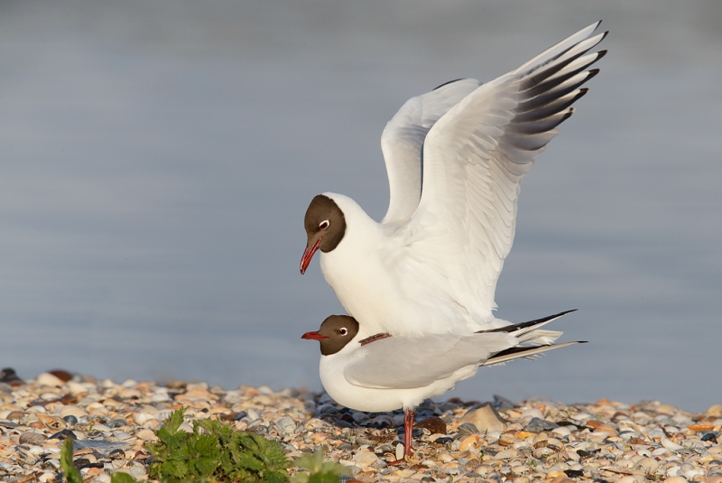 black-headed-gulls-copulating-_q8r0789-texel-holland