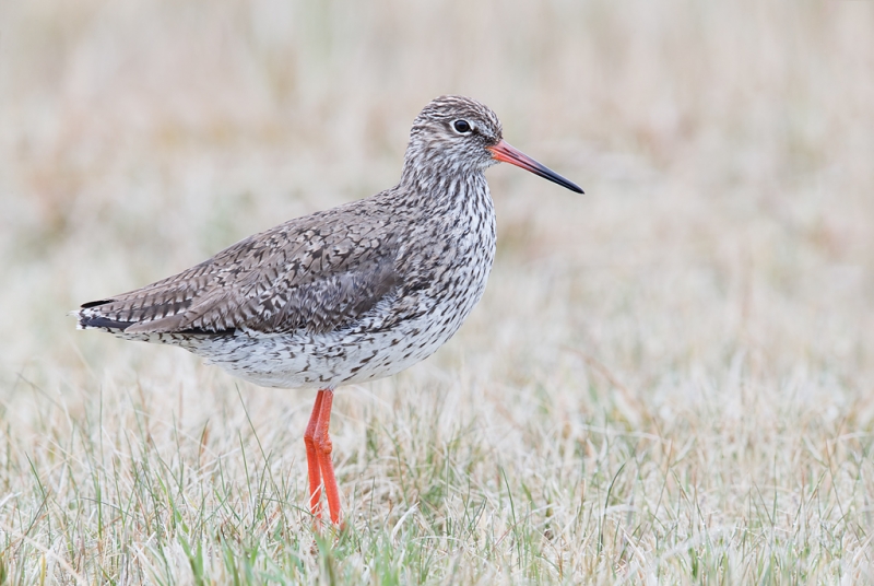 common-redshank-ps-by-denise-_q8r9391-texel-holland