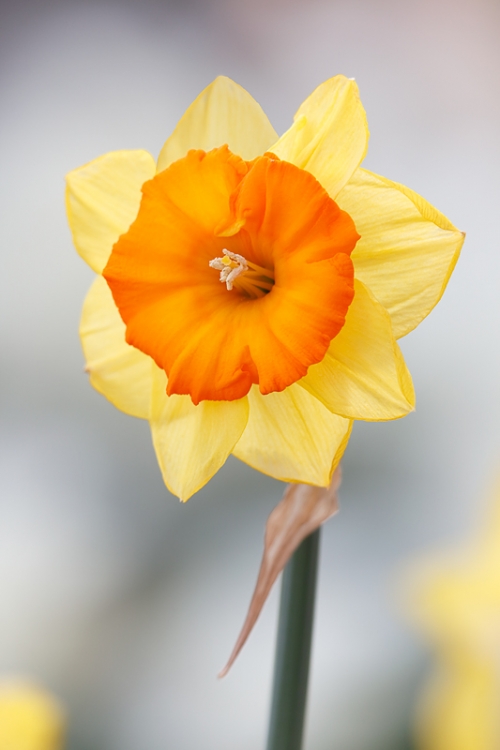 daffodil-_a1c9264-keukenhof-gardens-lisse-holland