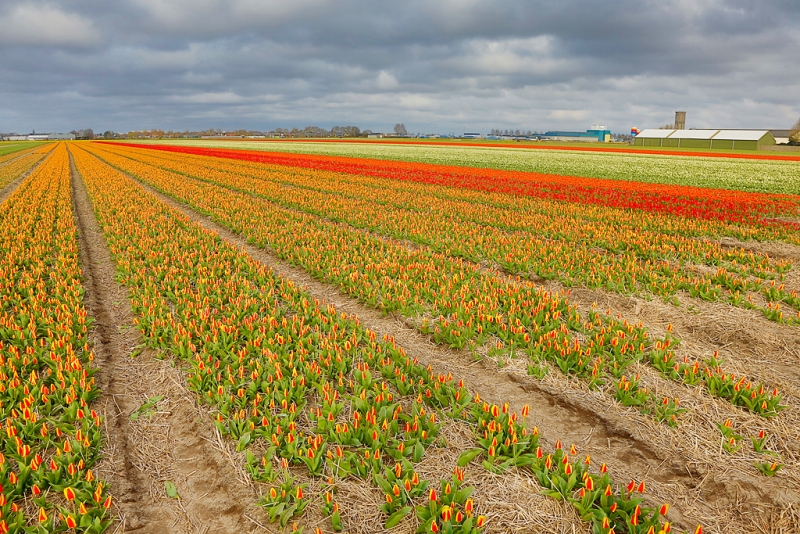 flower-field-hdr-_a1c1402-lisse-holland