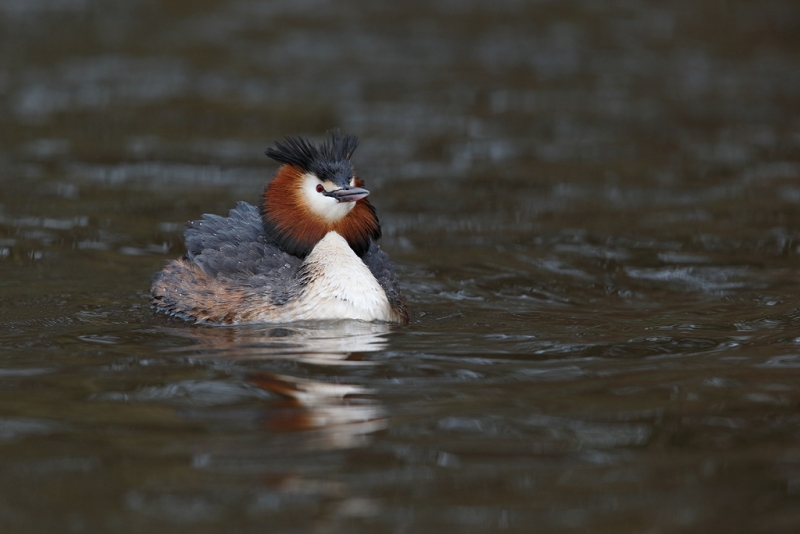 great-crested-grebe-displaying-_09u1989-lisse-holland