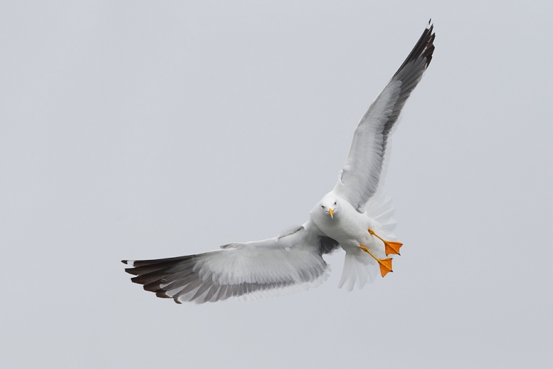 lesser-black-backed-gull-_09u0323-texel-ferry-holland