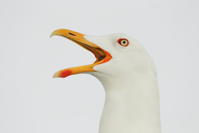 lesser-black-backed-gull-calliing-head-portrait-_q8r0435-texel-holland