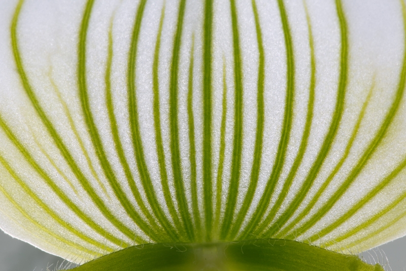 orchid-leaf-rear-view-cymbidium-dorothy-stockstill-_a1c9509-keukenhof-gardens-lisse-holland