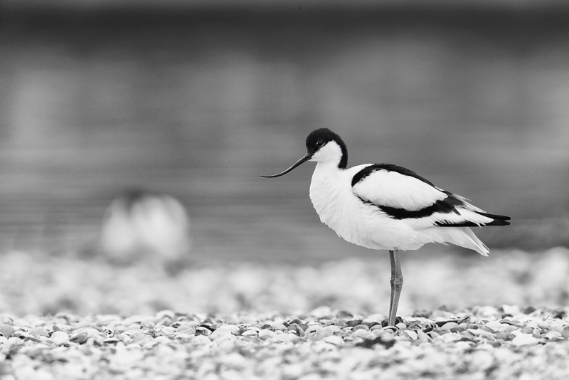 pied-avocet-bw-high-structure-with-another-in-bkgr-_09u0472-texel-holland-copy