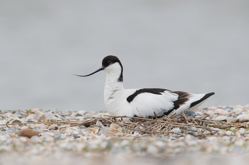 pied-avocet-on-nest-on-shell-bar-_09u0864-texel-holland