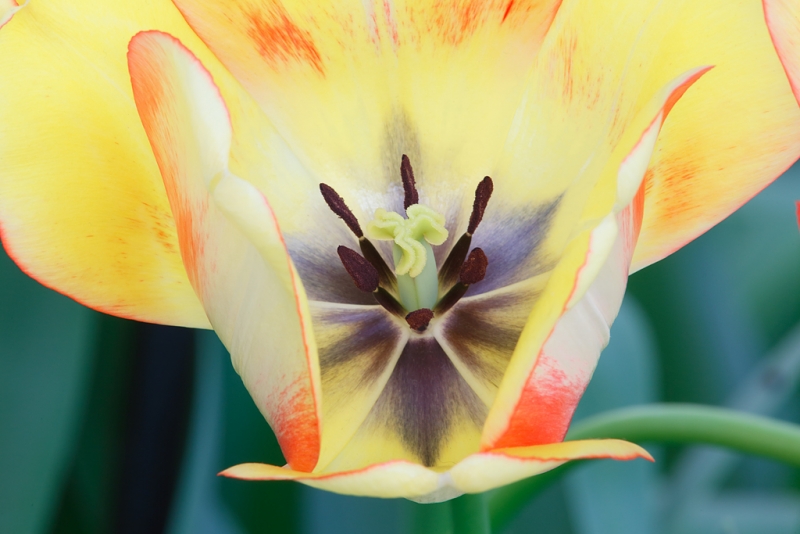tulip-beauty-of-spring-_a1c9287-keukenhof-gardens-lisse-holland_0