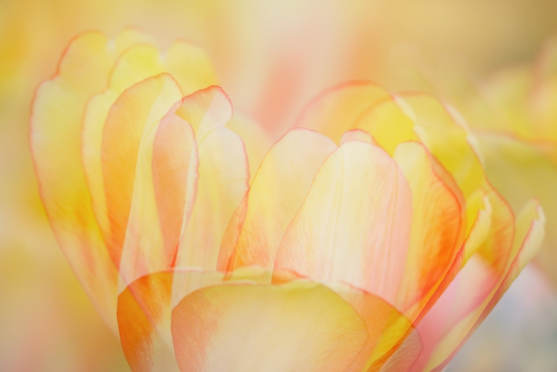 tulip-beauty-of-spryng-_a1c9312-keukenhof-gardens-lisse-holland_0