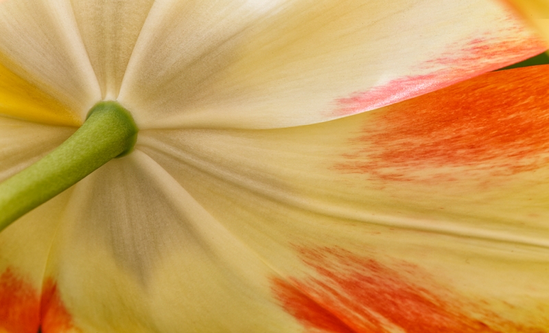 tulip-beauty-of-spryng-_a1c9425-keukenhof-gardens-lisse-holland