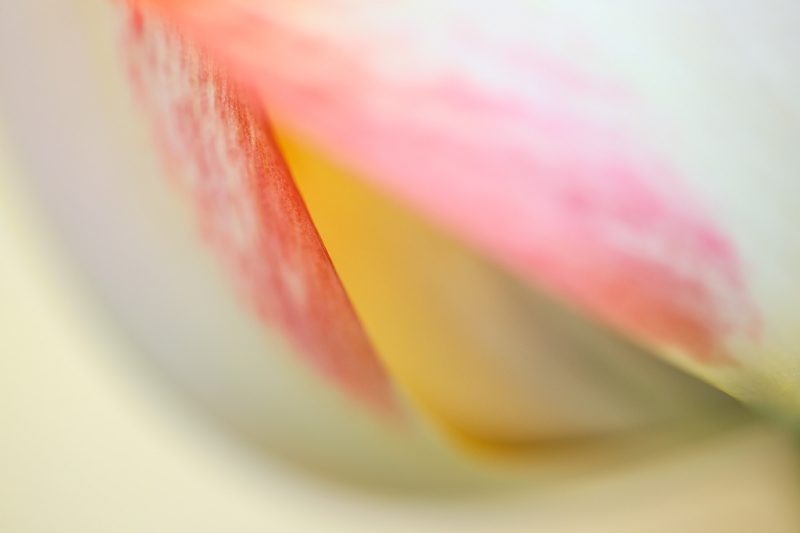 tulip-beauty-of-spryng-petal-patterns-_a1c8912-keukenhof-gardens-lisse-holland