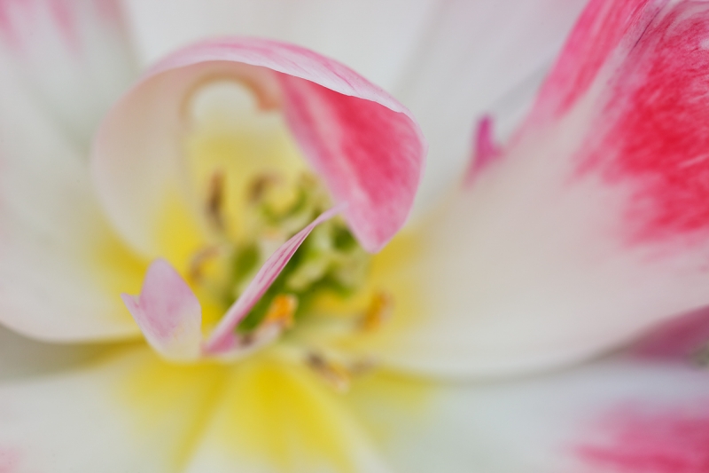 tulip-center-abstract-_a1c9096-keukenhof-gardens-lisse-holland