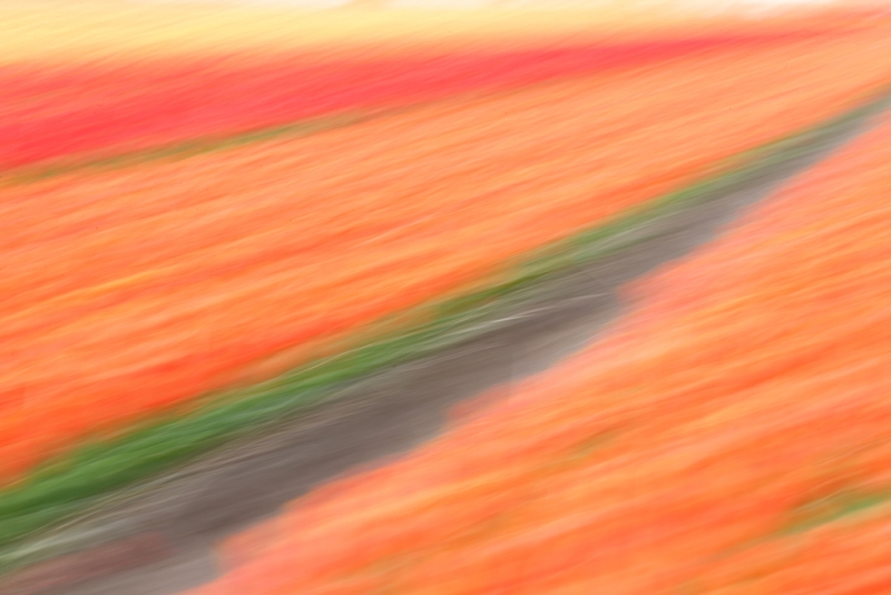 tulip-field-diagonal-pan-blur-_a1c1375-lisse-holland