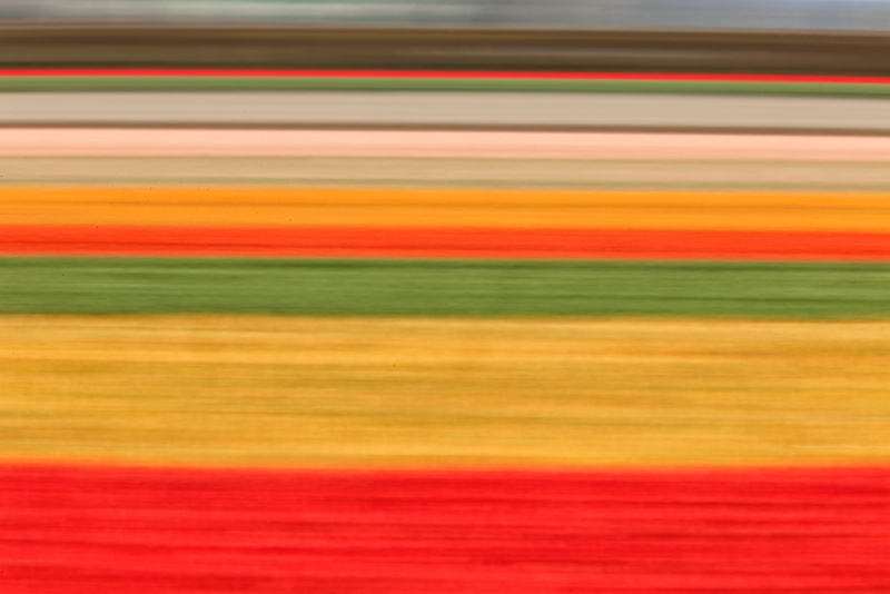 tulip-field-horizontal-pan-blur-_a1c8784-lisse-holland