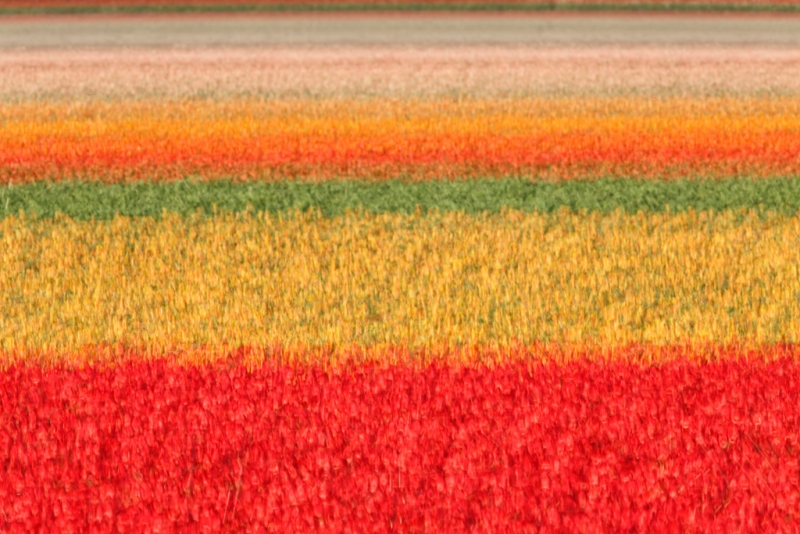 tulip-field-multi-exp-_a1c8808-lisse-holland