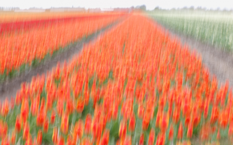 tulip-field-vertial-pan-blur-_a1c1351-lisse-holland